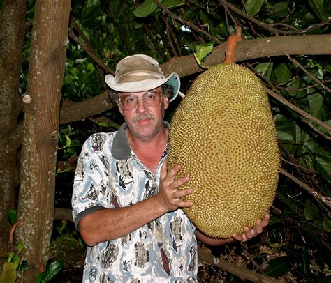 Giant, fruit.